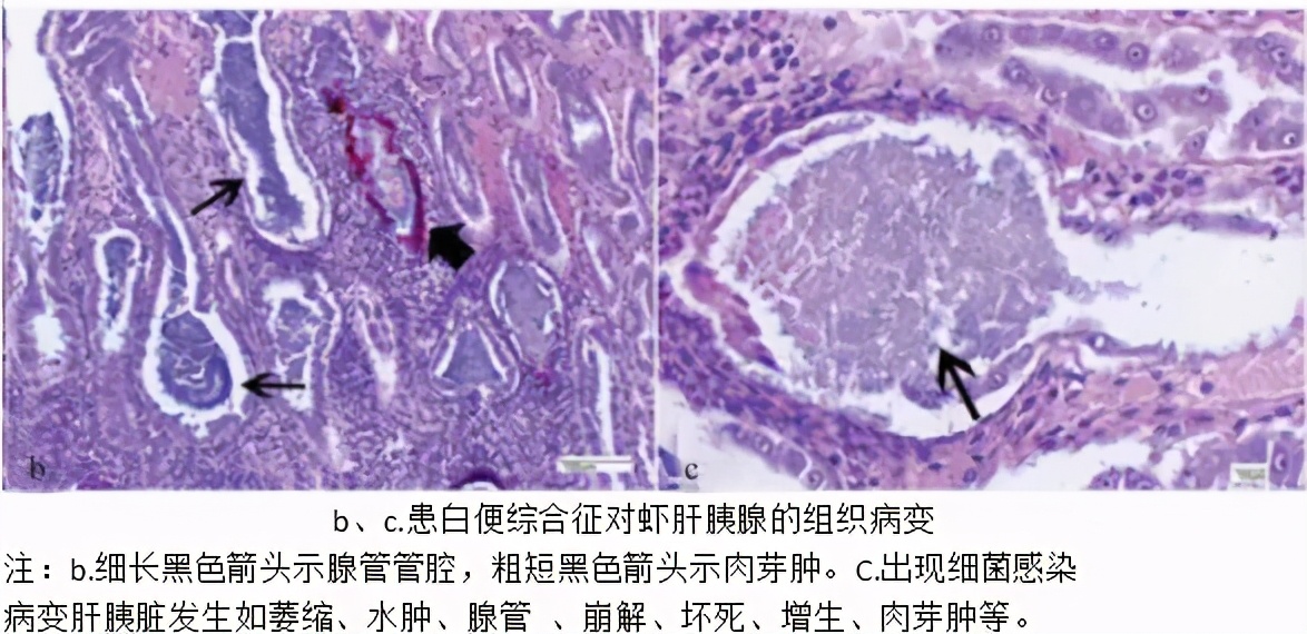 解析對蝦“白便”的防與治：斷腸空腸，漂浮著白色線狀黏性糞便