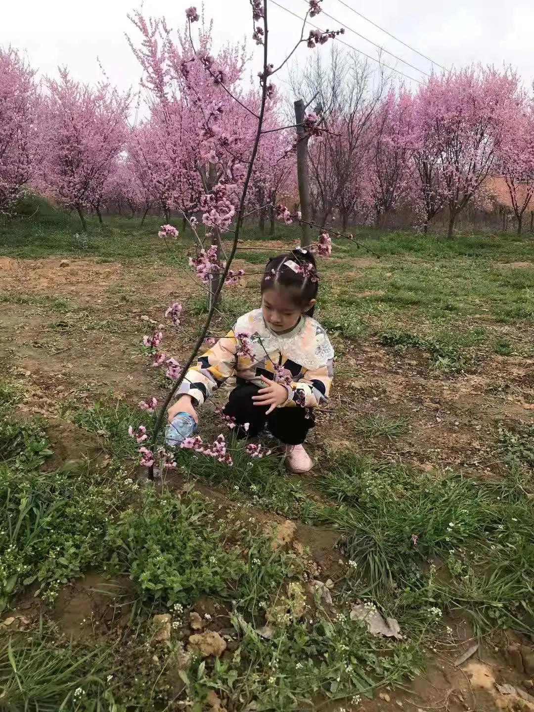 ��֮��.ֲ�̻���--�����еھ�Сѧֲ���ڻ��Ӱ