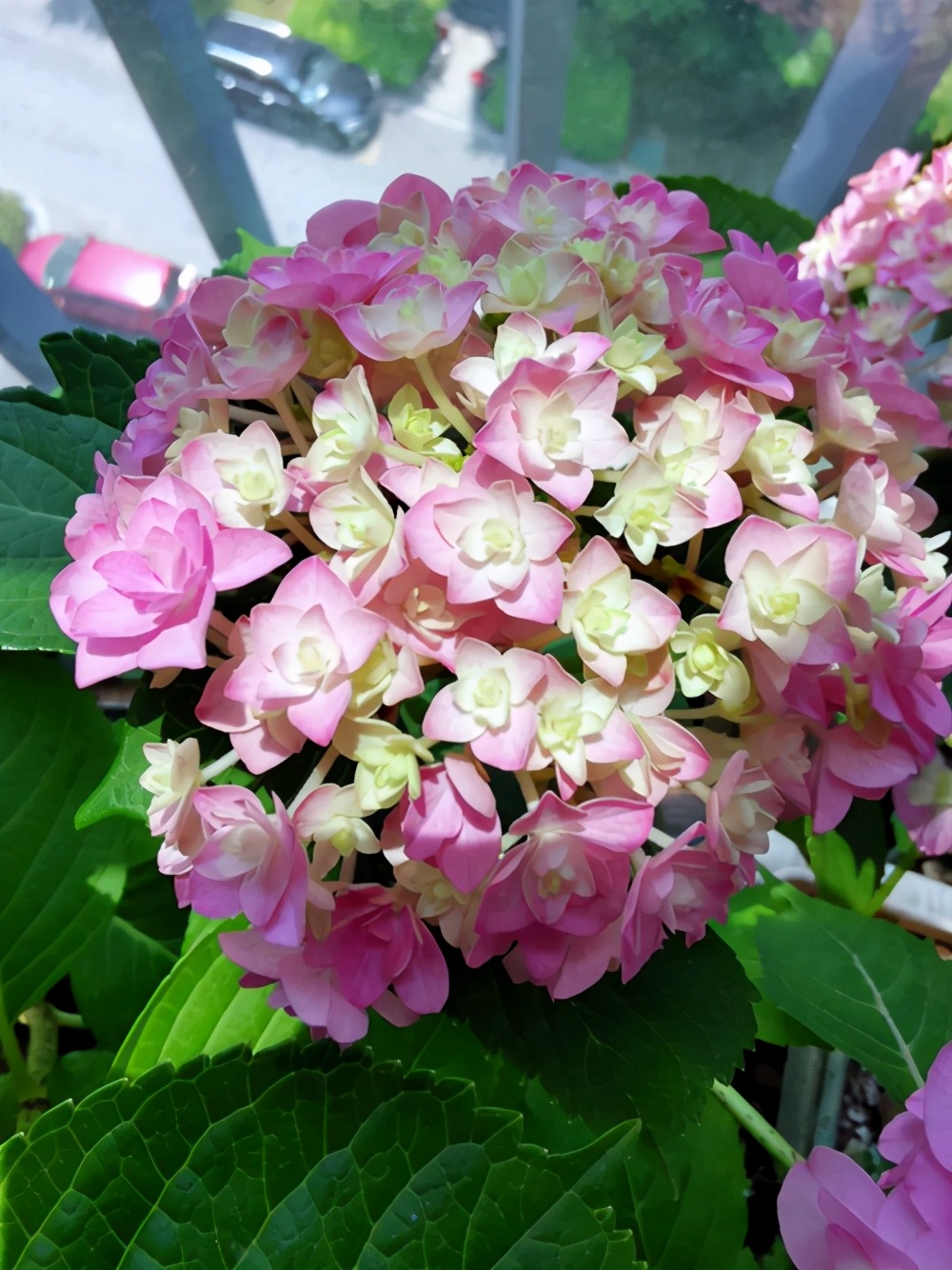 如何使用阿司匹林高效養花？