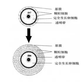 成熟卵泡的正常值到底是什么样的呢