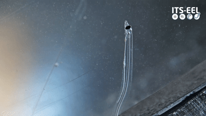 透過皮膚一眼就能看到內髒，這6種透明生物毫無隱私可言