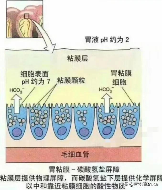 慢性胃炎不能吃哪些食物？ 應該吃些什麼？