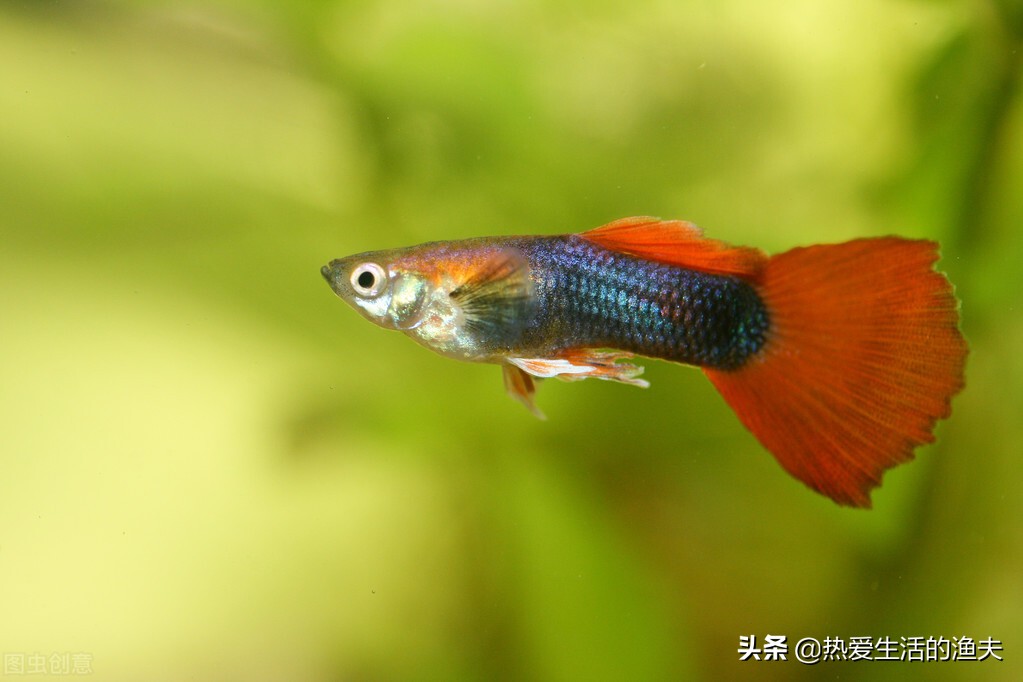 小型觀賞熱帶魚 哪種容易飼養還經濟實惠 強烈推薦這七種小魚 熱愛生活的漁夫 Mdeditor