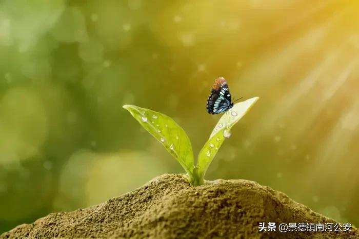 唯美春日古诗词：花已初开，愿君常在-第3张图片-非凡网
