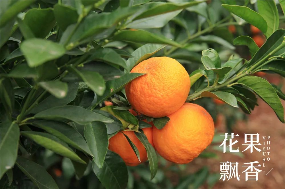 一位浙江老板的农业投资理念：如果挣不到钱，都是白搭
