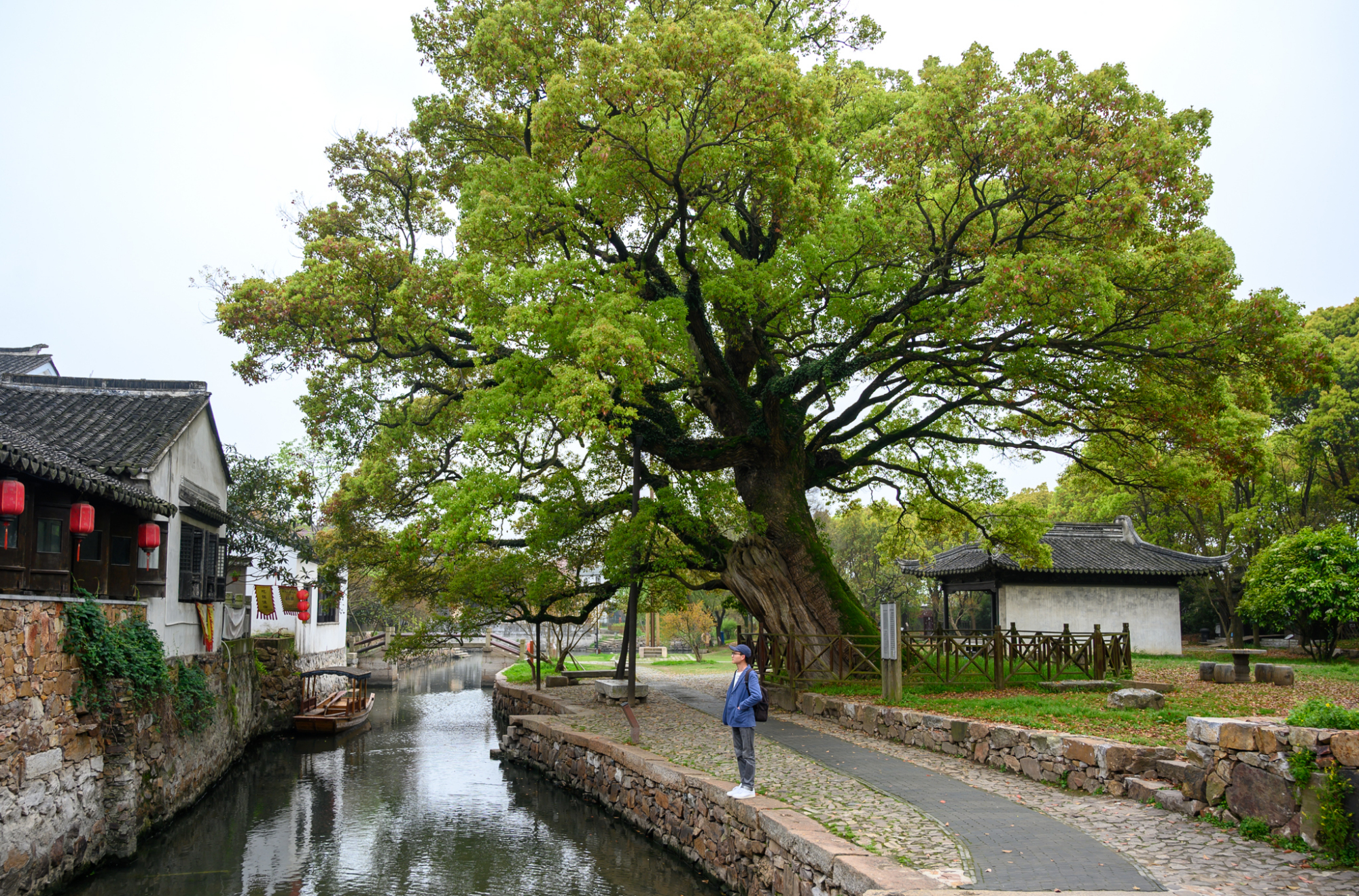 苏州少有人知的千年古村，藏在太湖西岛深处，景色美如世外桃源