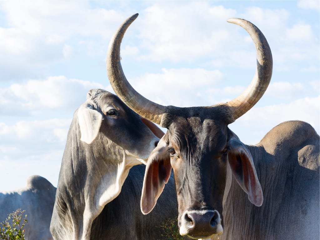 牛的背上居然有驼峰，小型泽布牛是世界上最小的宠物牛