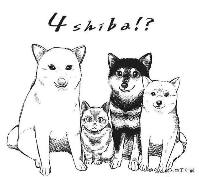 日本一貓咪認為自己是條狗，從小有柴犬三姐弟陪伴，幹啥都在一起