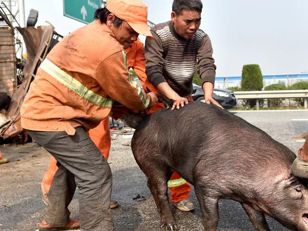 猪价“塌方大跌”跌回10元一斤?专家2021年猪肉