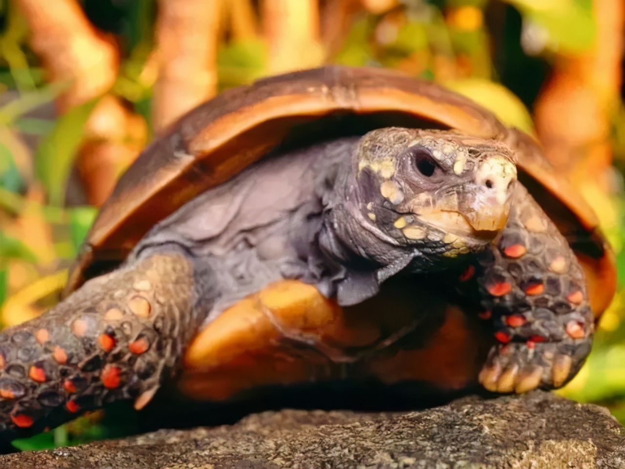 5种可能会导致乌龟死亡的养龟坏习惯，养龟的朋友要当心 - 知乎