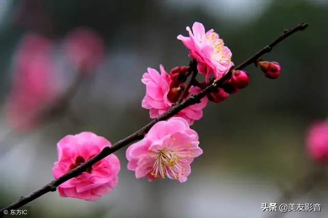 关于梅的诗句大全 梅雪争春未肯降，骚人阁笔费评章图片