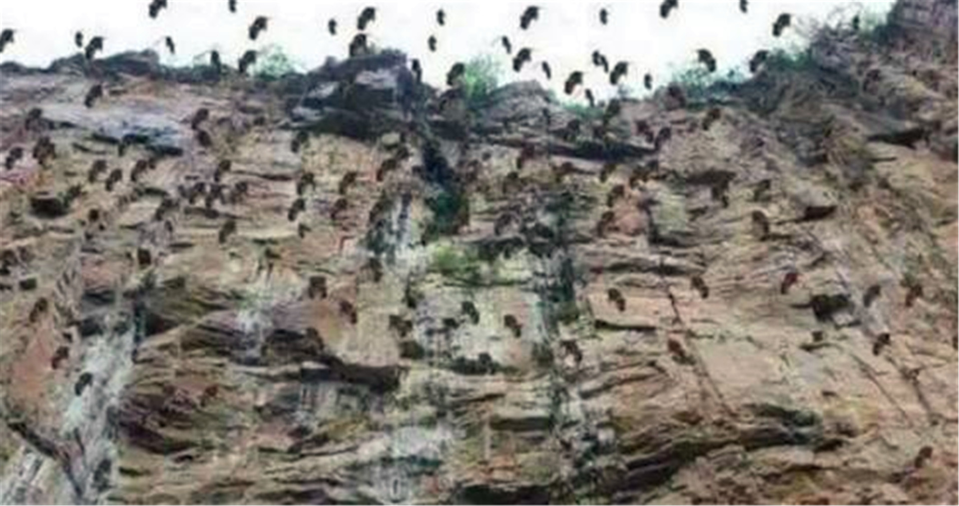 新疆30万只老鼠，突然集体跳崖自杀，专家得出的