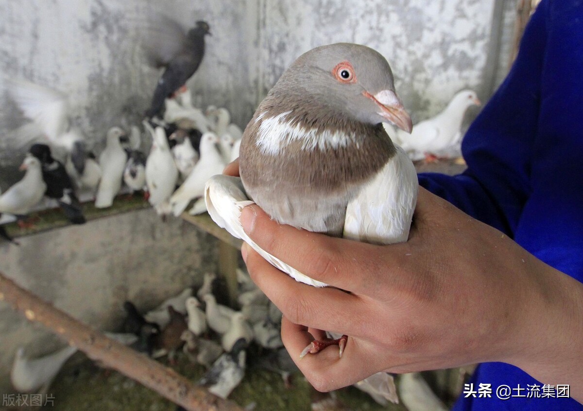 肉鸽养殖的成本和利润？肉鸽养殖有哪些优势？