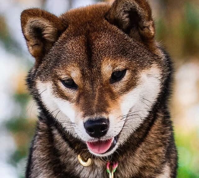 震驚 深圳家長集齊四色柴犬 網友 可不可以召喚神龍 大柴柴君 Mdeditor