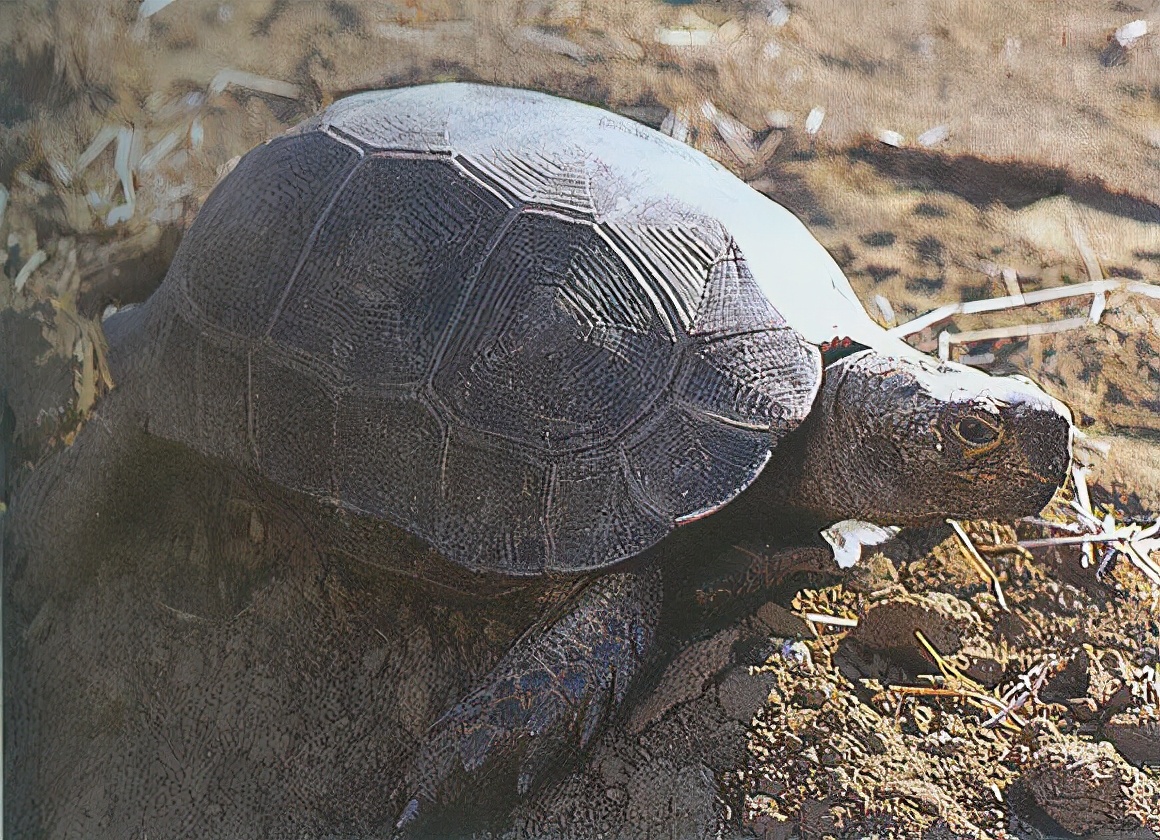 大头姬香龟sternotherus minor minor扁平陆龟(幼)malacochersus