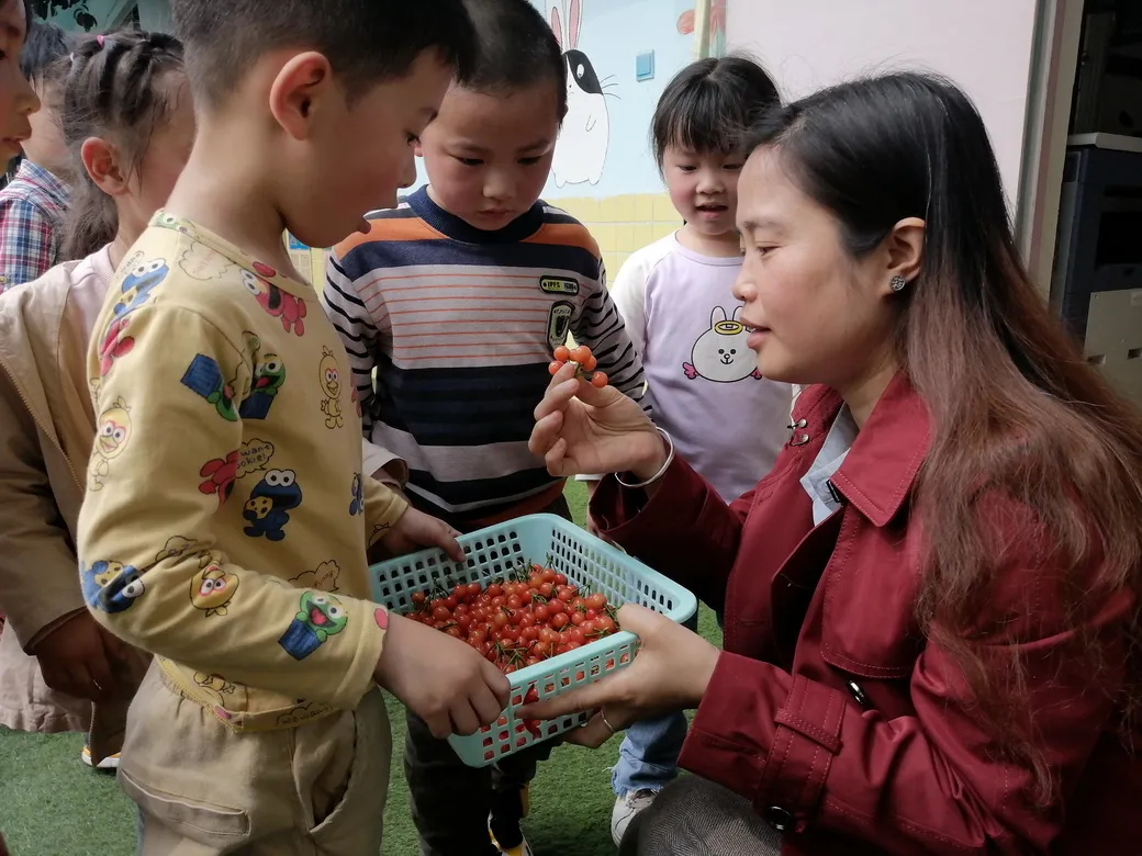 天府新区华阳幼儿园西区开展“幼儿园里的樱桃树”主题活动