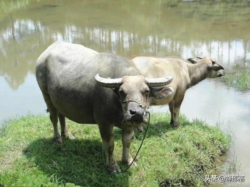 水牛力气比黄牛大，为什么人们反而喜欢养黄牛耕地？6个原因