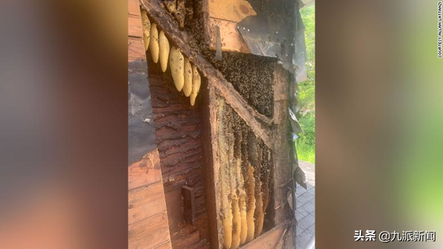 美国夫妇购买新房后发现其中一面墙竟是35年蜂巢 内有45万只蜜蜂