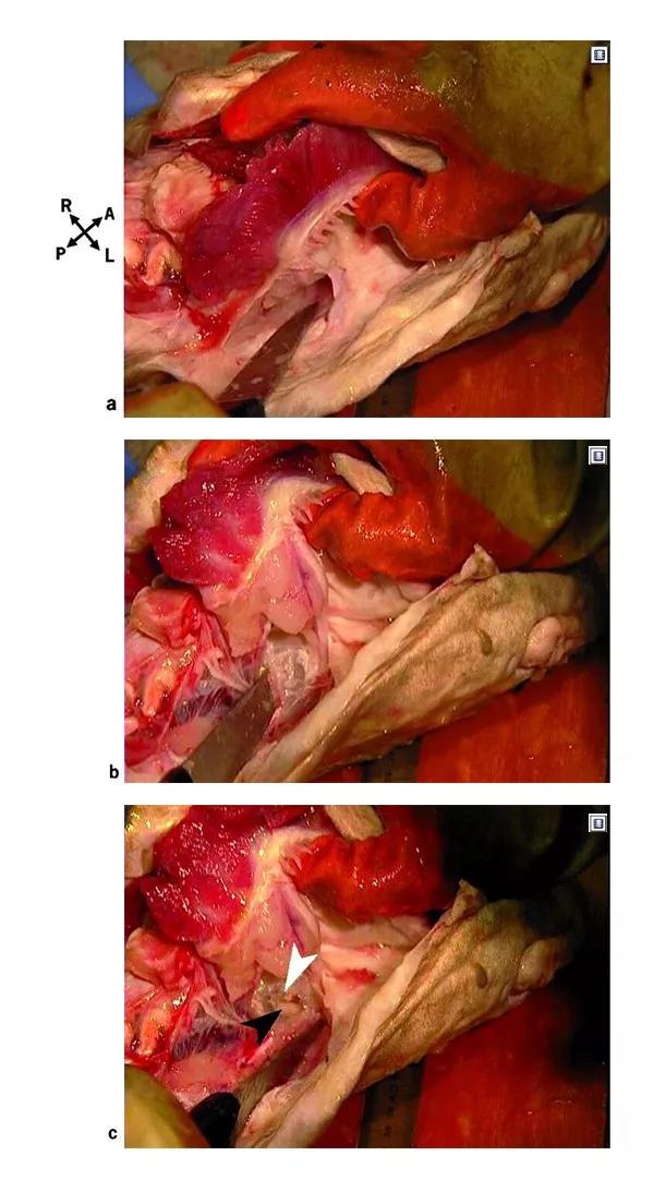了解鱼的耳石鱼类内耳中的硬组织具有听觉平衡和加速等感觉功能