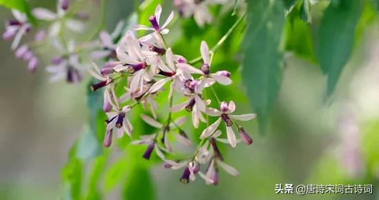 小雨轻风落楝花-第4张图片-诗句网