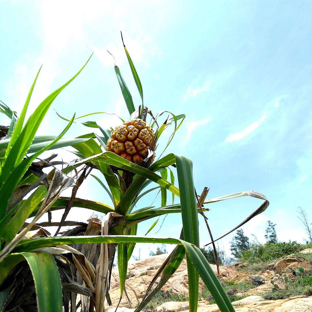 Unexpectedly, there is a "desert" in the southernmost part of mainland China (including Hainan Island)!