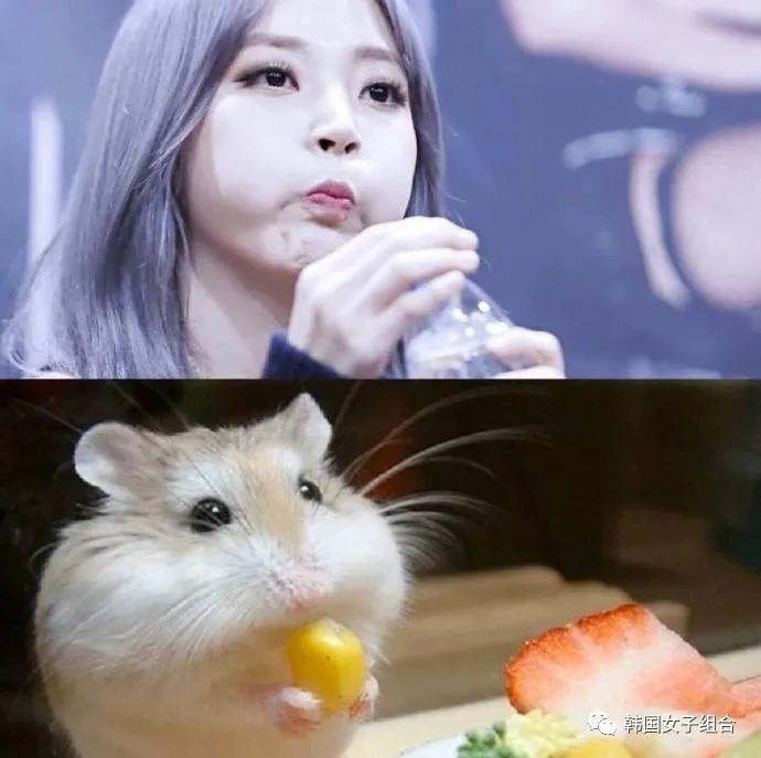 和仓鼠相似度100的这位女团爱豆