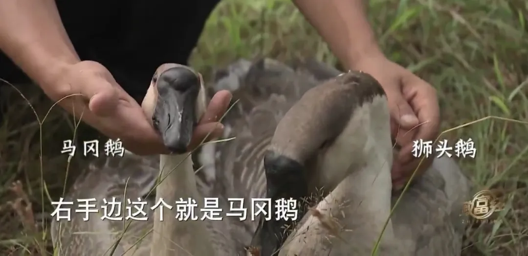 他养鹅养出2000万，咋做到的？