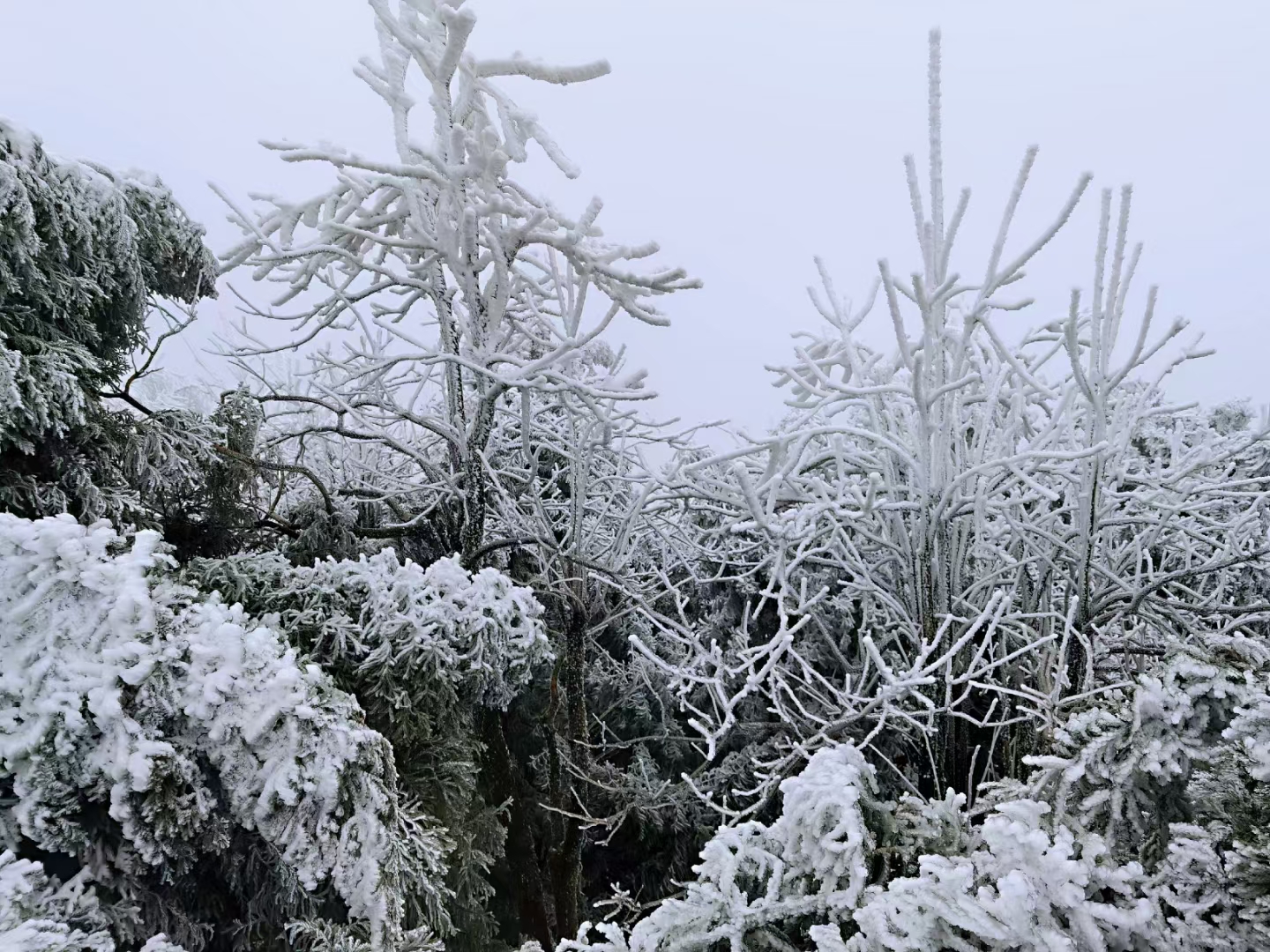 南岳衡山看雾凇雪景攻略，4条路线带你看南岳绝美雾凇