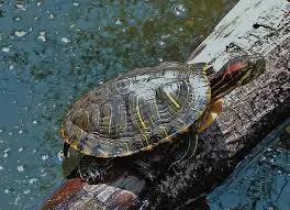 我国重要入侵生物之巴西龟
