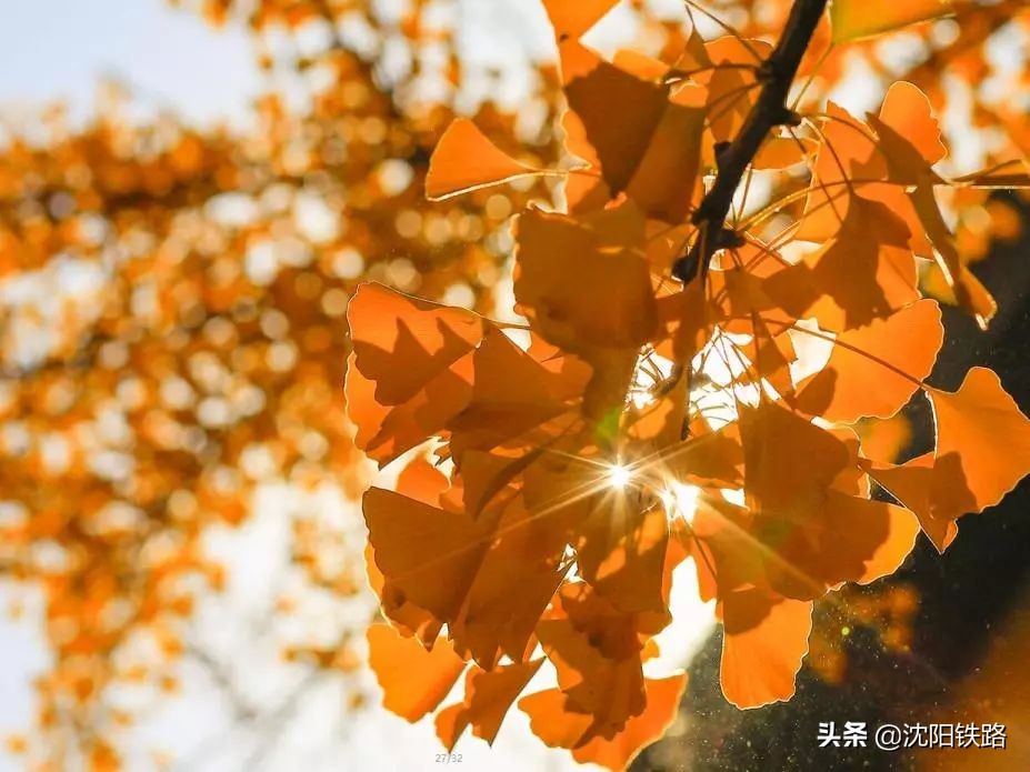 看美图！丹东百年银杏路等你来