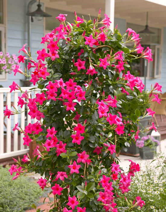 開(kāi)花的植物很美，長(zhǎng)期開(kāi)花就好了！這幾種花期都長(zhǎng)，你家養(yǎng)過(guò)嗎？