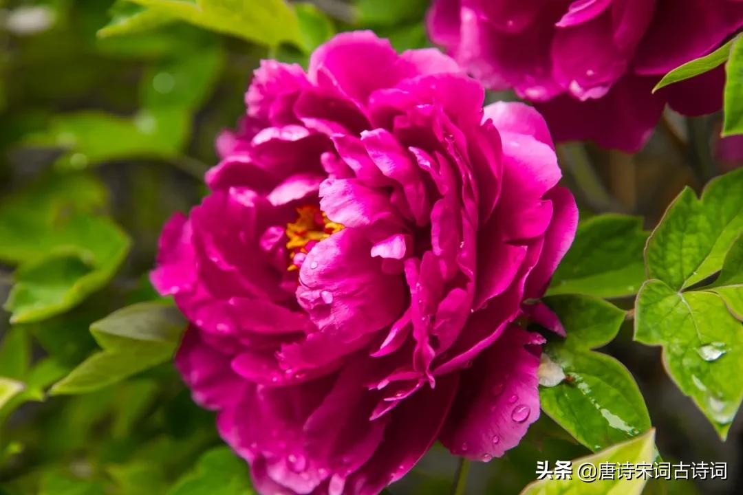徐凝:眼前有景道得了,总被高人压出头-第5张图片-非凡网 徐凝:眼前有景道得了,总被高人压出头-第5张图片-非凡网