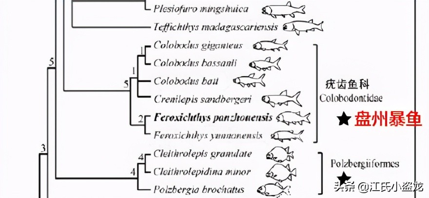 2.4億年前的一條魚為什麽上了熱門？