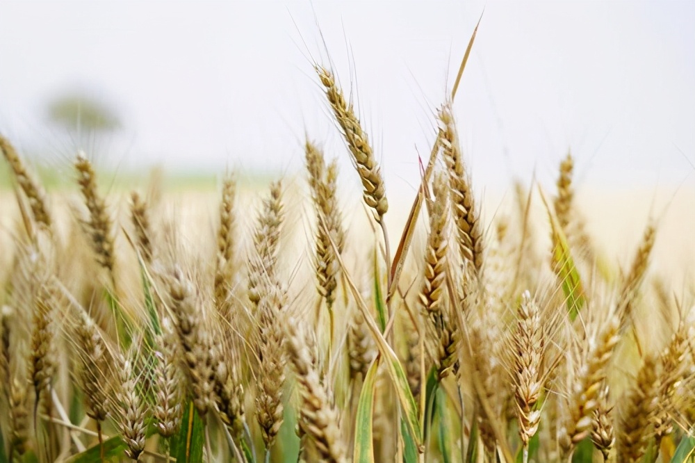 国家发布2021年夏粮收购政策，新季小麦托市大戏即将上演