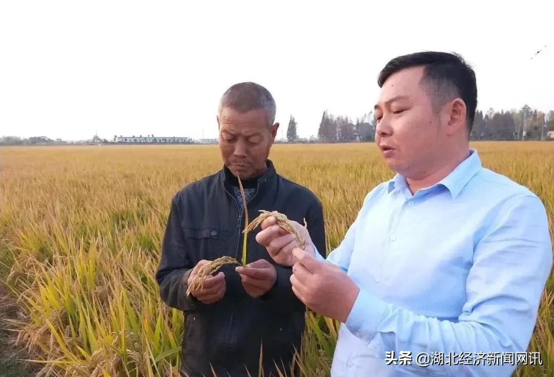 湖北云梦:虾稻共作 逐梦田园