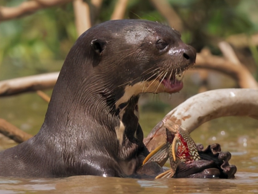 將鱷魚當做大餐，食人魚當做零食，凶猛的亞馬遜河狼——巨獺