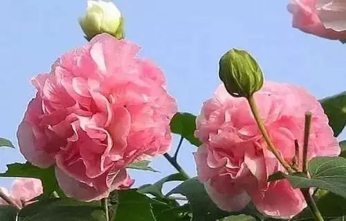 全國(guó)56個(gè)城市的市花，你是否全都了解？