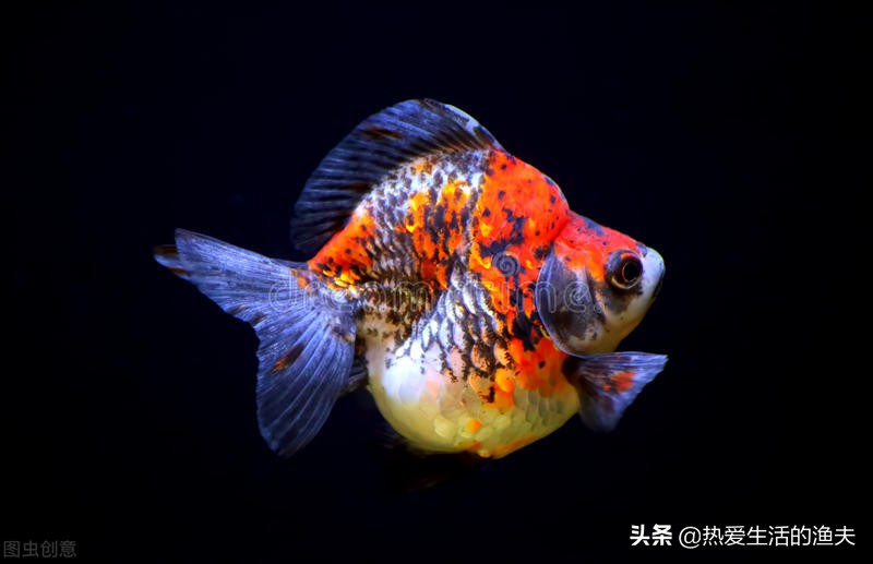 金魚頭瘤有分泌物就一定是水黴 不一定 治療魚病要具體分析 熱愛生活的漁夫 Mdeditor