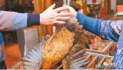 从卖活禽到卖冰鲜，对家禽养殖业影响巨大