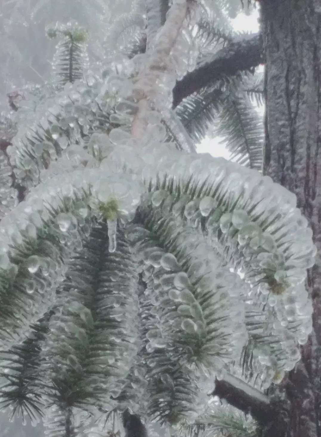 不用去看故宫的雪！钱塘江畔的冰雪霸屏了……美翻了整个江南！