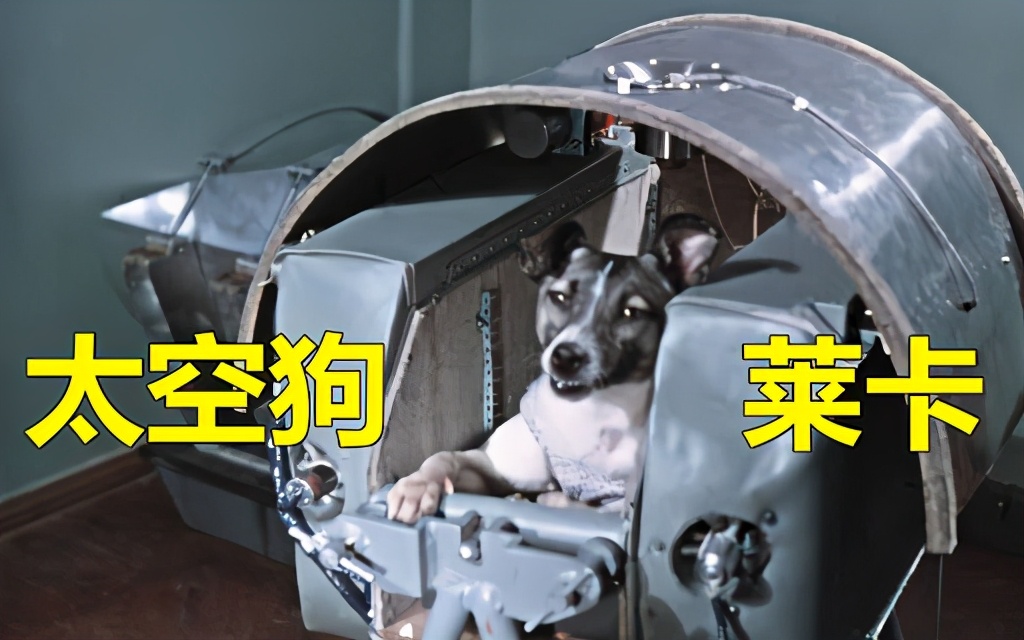第一個進入太空的狗，升空前就知回不來，死亡真相也被隱瞞45年