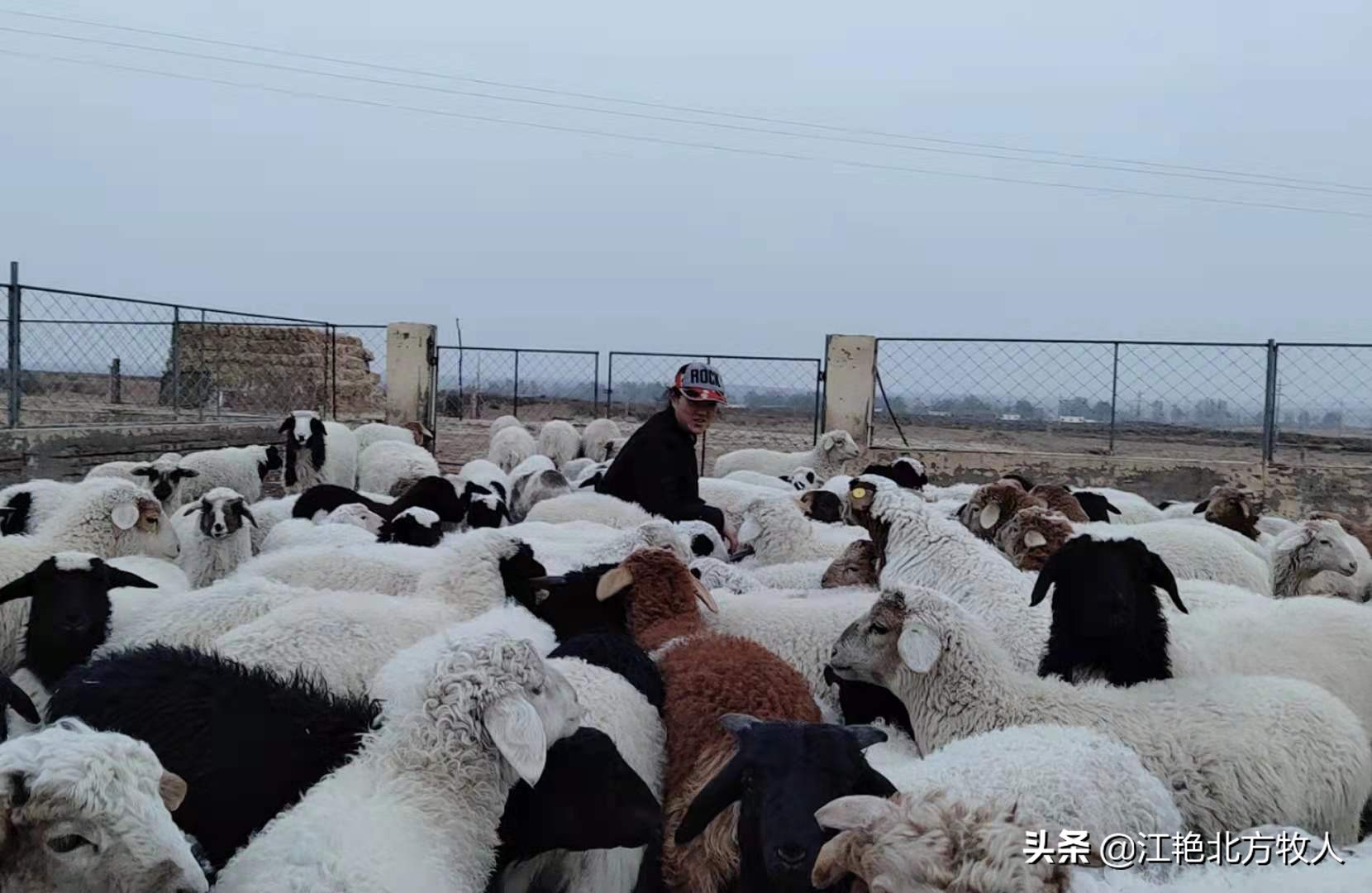 靠養(yǎng)殖到底能不能致富？江艷實(shí)話實(shí)說(shuō)，再聽(tīng)聽(tīng)她的致富經(jīng)