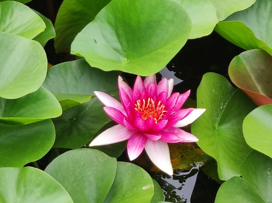 我迷上了今日头条