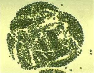 鱼塘养鱼怎样才能吃得香长得快 细数水产动物不摄食原因