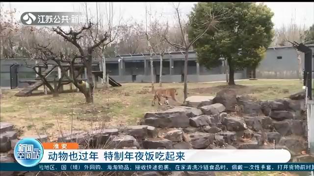 津津有味！特制年夜饭吃起来 动物也过年