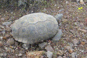 有壳动物那么多，为什么说乌龟的外壳最特殊，最折磨科学家？