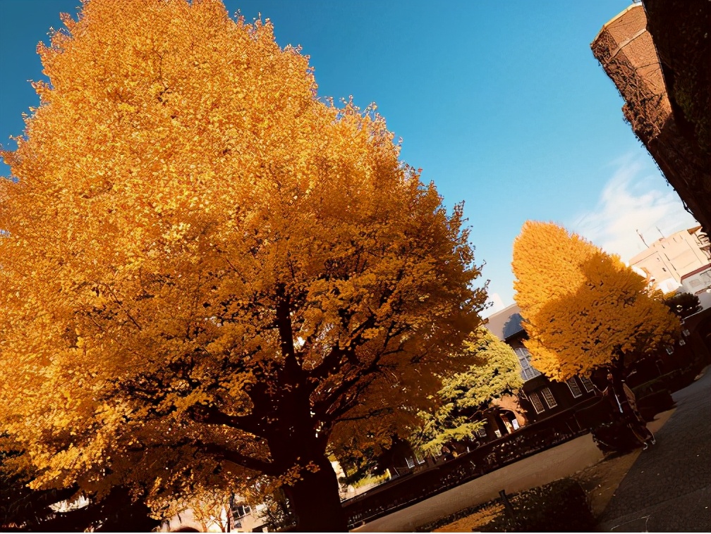 日本留学：有一种美，叫做立教大学