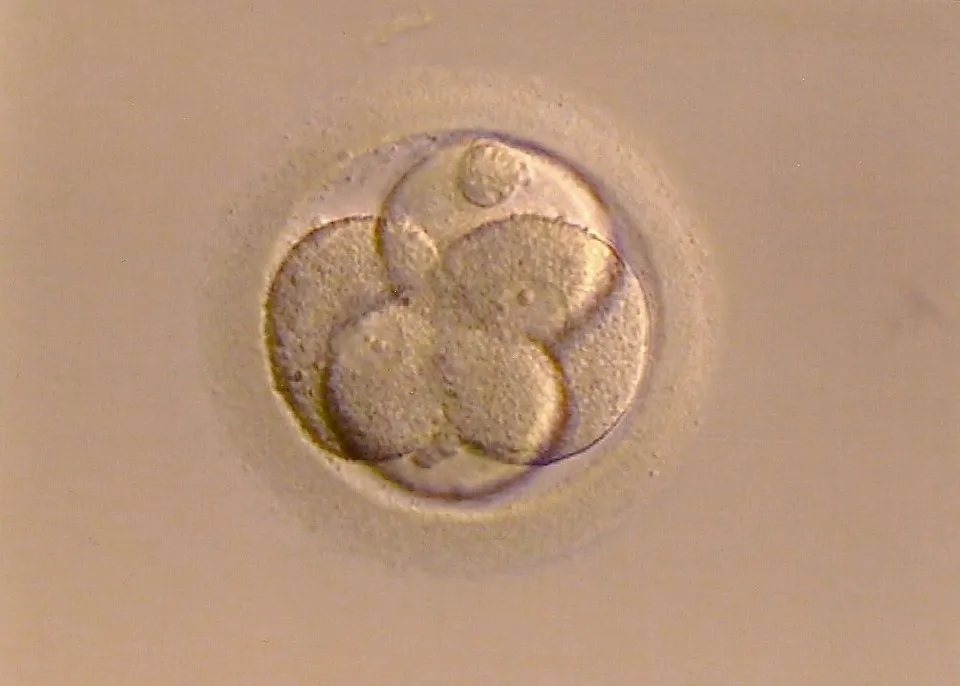 全球最完整人类胚胎模型诞生，将给发育生物学带来变革性推动