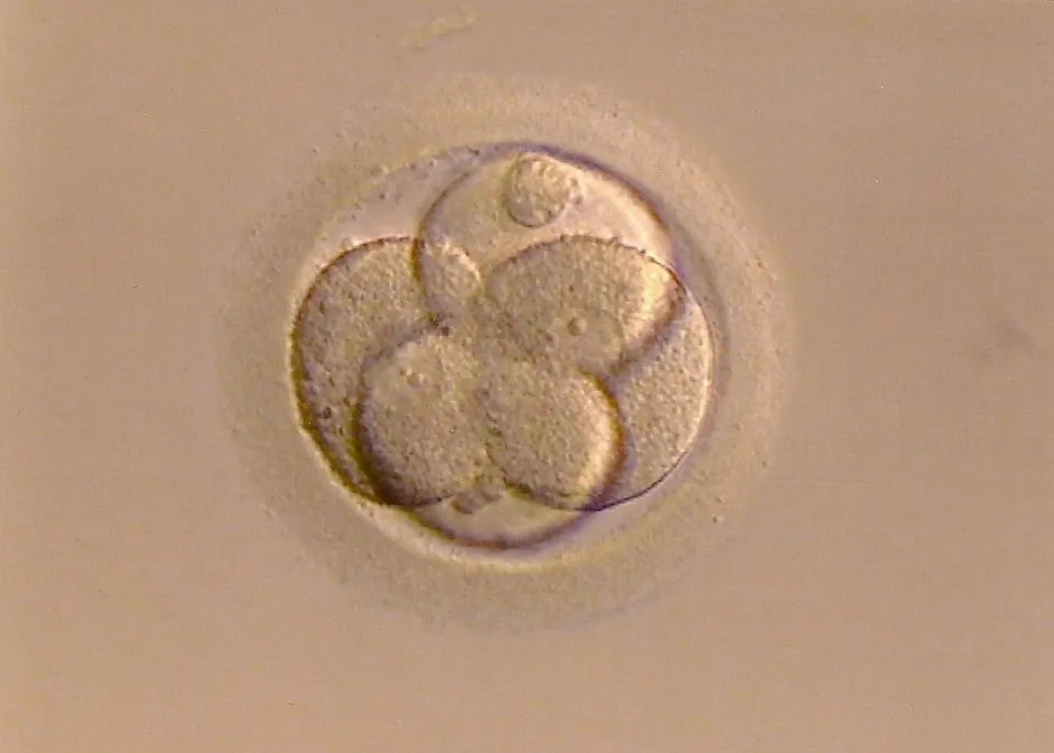 全球最完整人类胚胎模型诞生,将给发育生物学带来变革性推动