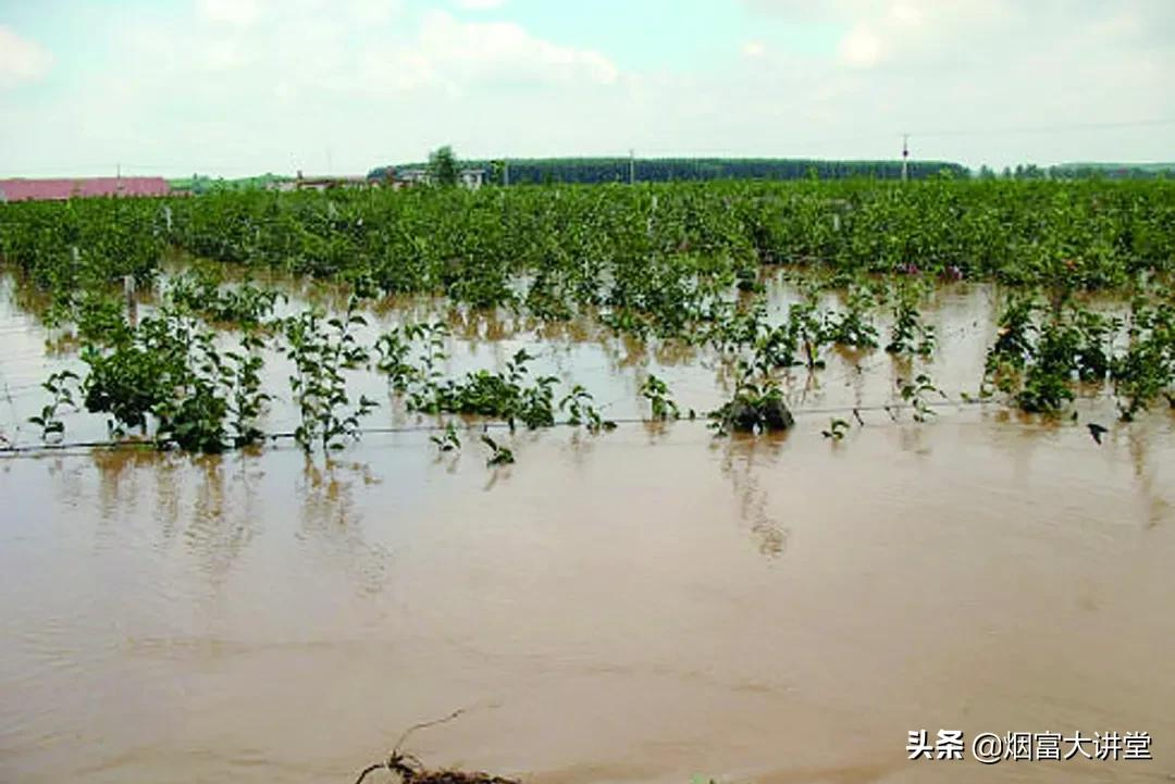加强果树灾后管理:排涝、恢复树势刻不容缓